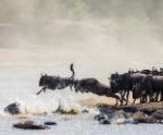 180508141313 01 amazing places africa great migration small 169