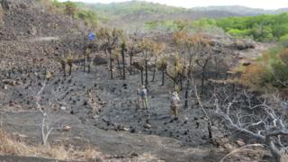 113905656 ancientbananacultivationsite