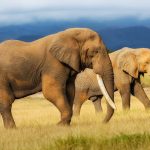 Elephants 1