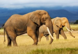 Elephants