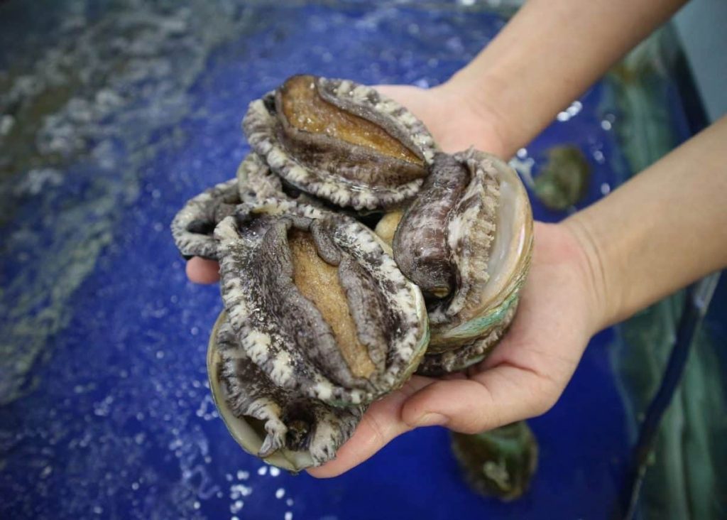 4c419115 abalone 1200x858 1