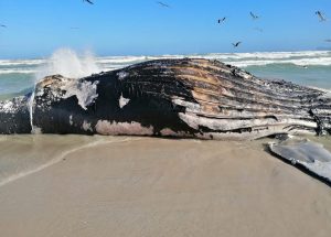 c56245a9 whale 2 person with surname november 1200x858 1