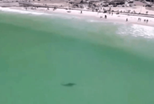 0eb834e3 shark cape town muizenberg 22 1200x812 1