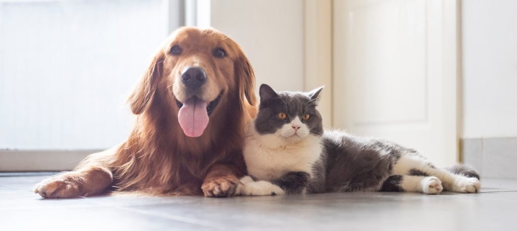golden retiver cat cropped