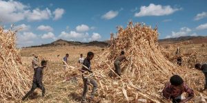 tigray
