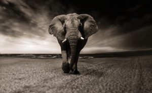 elephants