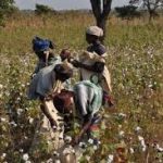 malawi cotton