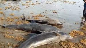dolphin
