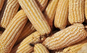 maize