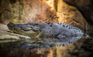 crocodile
