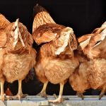 poultry