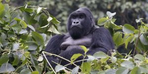 gorilla
