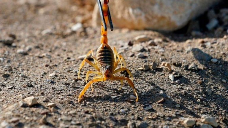 scorpion
