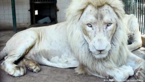 zoo