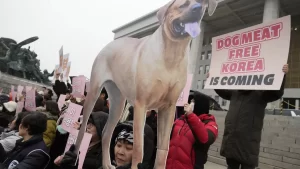 Dog Meat