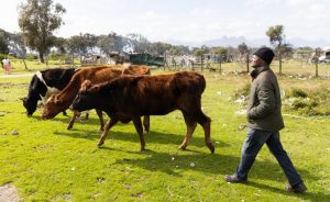 Cows