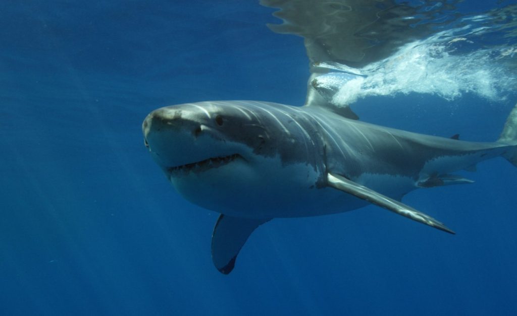 Great White Shark