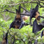 Nipah virus i