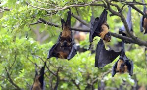 Nipah virus i