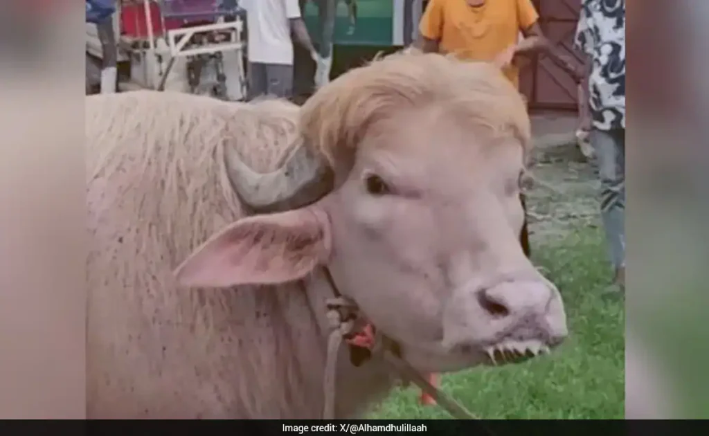 Albino buffalo