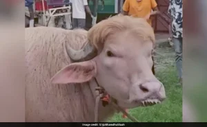 Albino buffalo