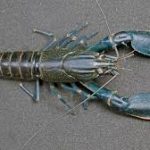 CrayFish