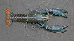 CrayFish