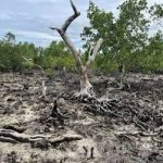 Mangrove loss