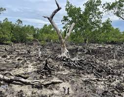 Mangrove loss