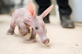 baby aardvark