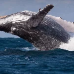 whales