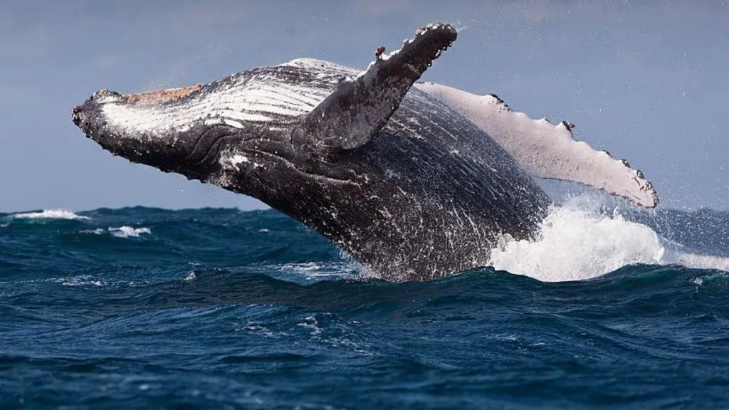 whales