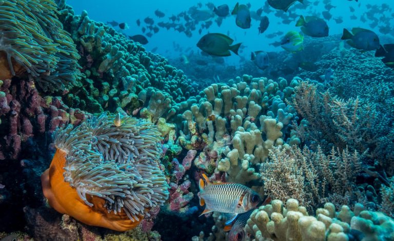 Coral reefs