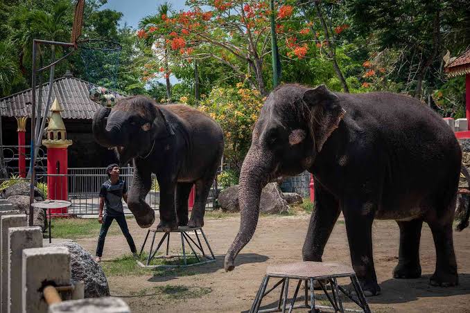 Thai zoo