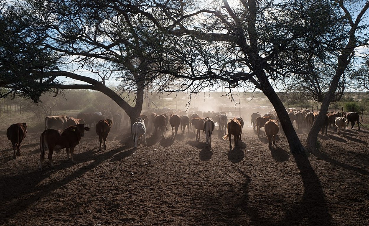 A typical cattle farm near Gobabis