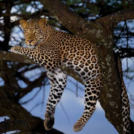 leopard