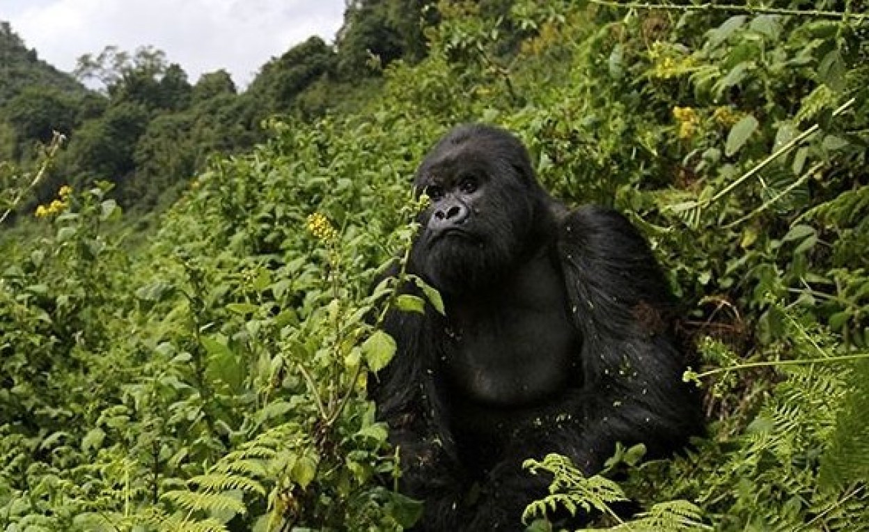 A Gorilla